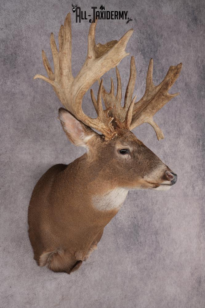 Whitetail Deer Shoulder Mount SKU 2968 - Image 6