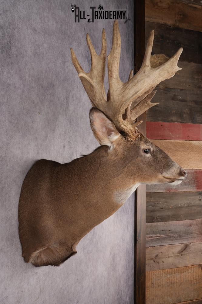 Whitetail Deer Shoulder Mount SKU 2968 - Image 5