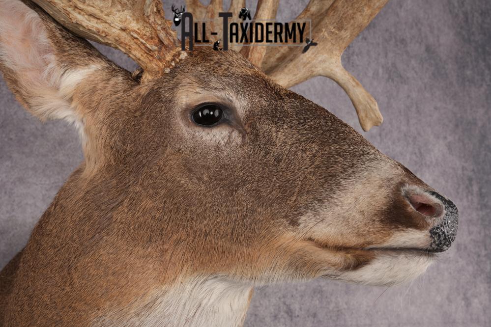 Whitetail Deer Shoulder Mount SKU 2968 - Image 4