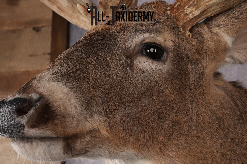 Whitetail Deer Shoulder Mount SKU 2968 - Image 3