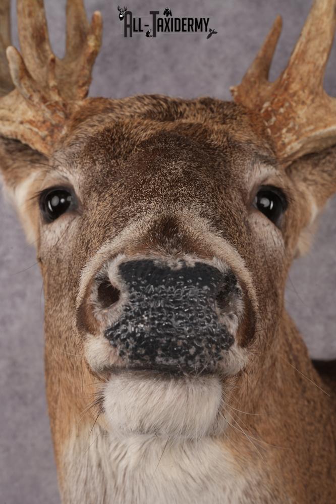 Whitetail Deer Shoulder Mount SKU 2968 - Image 2