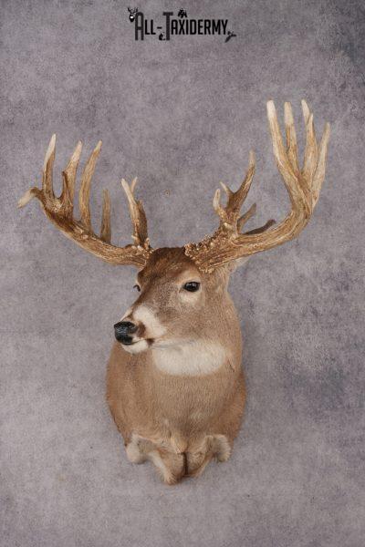 Whitetail Deer Shoulder Mount SKU 2969