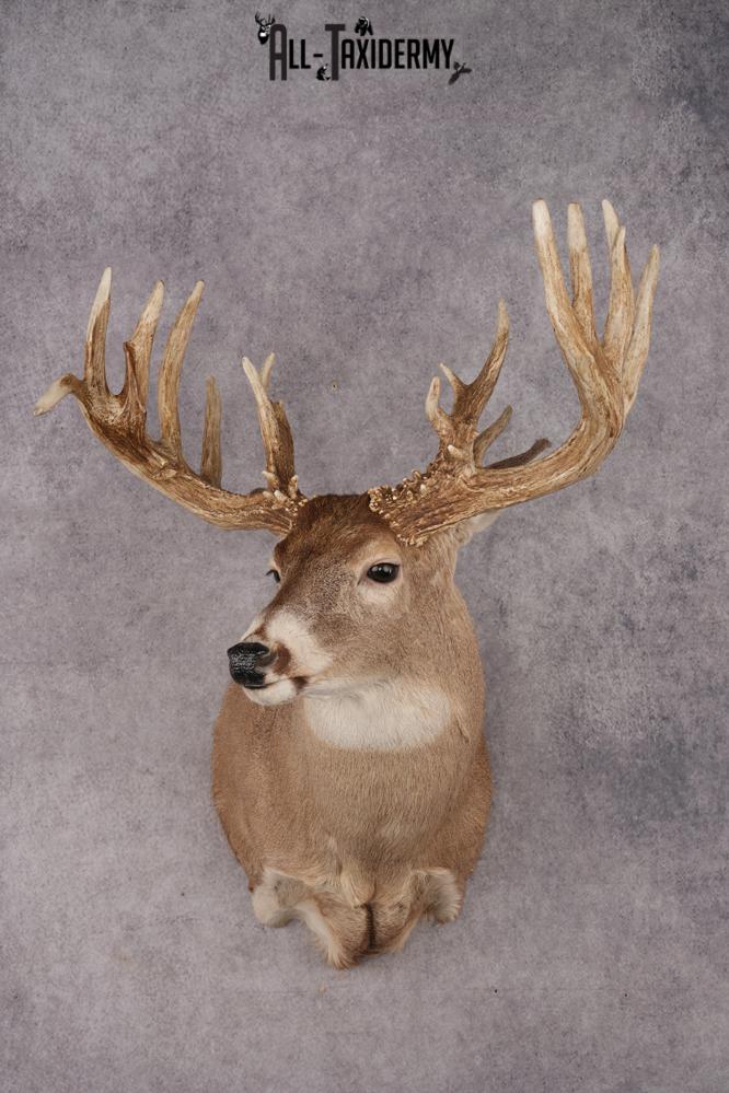 Whitetail Deer Shoulder Mount SKU 2969