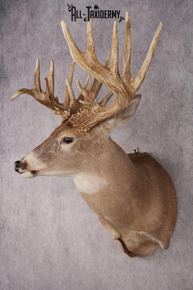 Whitetail Deer Shoulder Mount SKU 2969 - Image 8