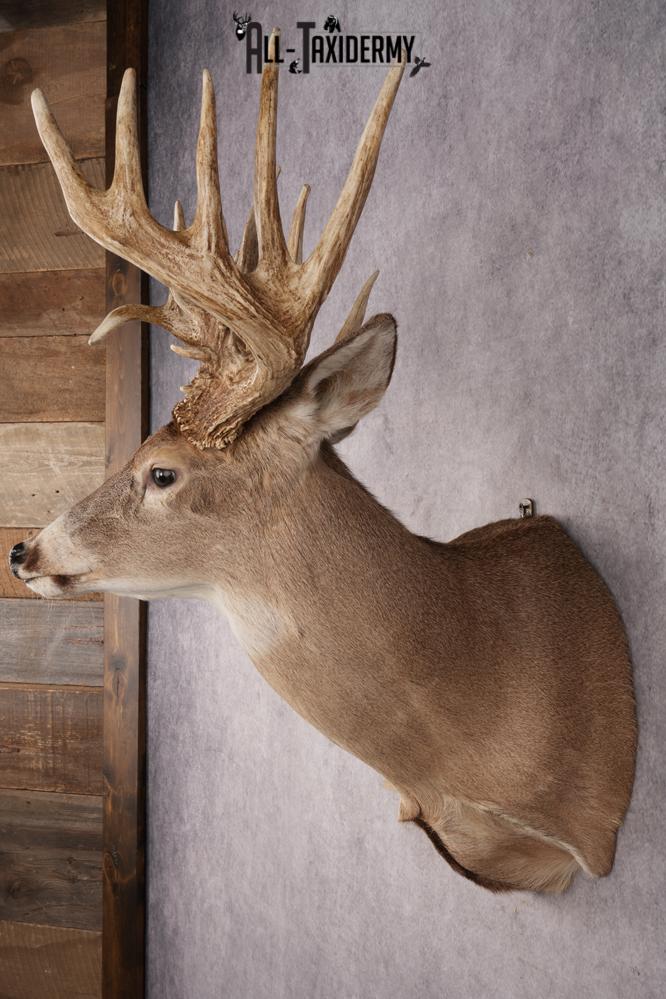 Whitetail Deer Shoulder Mount SKU 2969 - Image 7