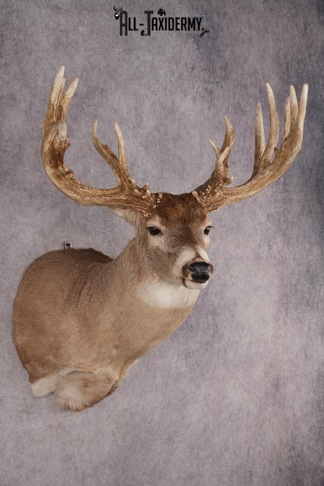 Whitetail Deer Shoulder Mount SKU 2969 - Image 6