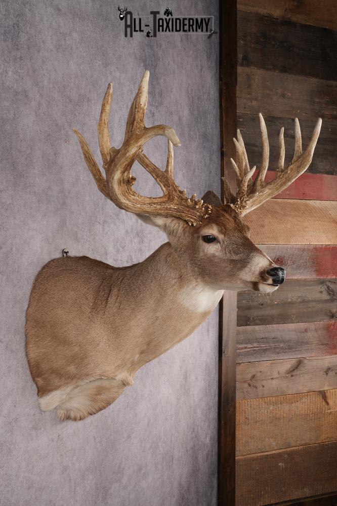 Whitetail Deer Shoulder Mount SKU 2969 - Image 5