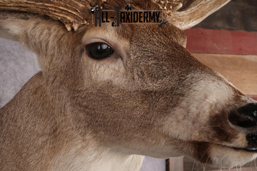 Whitetail Deer Shoulder Mount SKU 2969 - Image 4