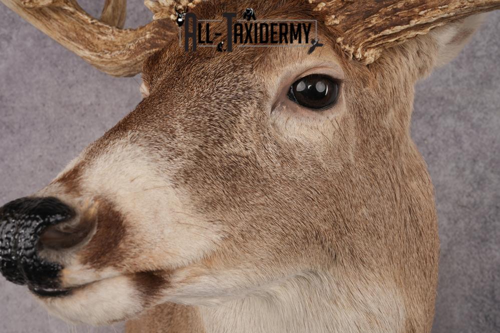 Whitetail Deer Shoulder Mount SKU 2969 - Image 3