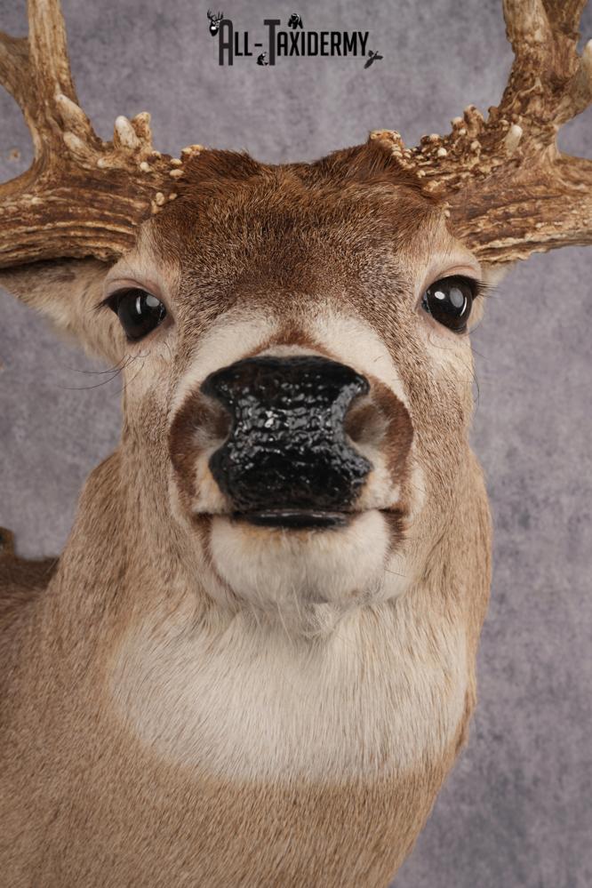 Whitetail Deer Shoulder Mount SKU 2969 - Image 2