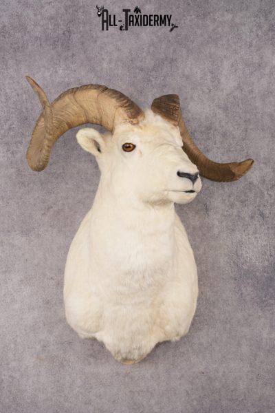 Alaskan Dall Sheep SKU 2966