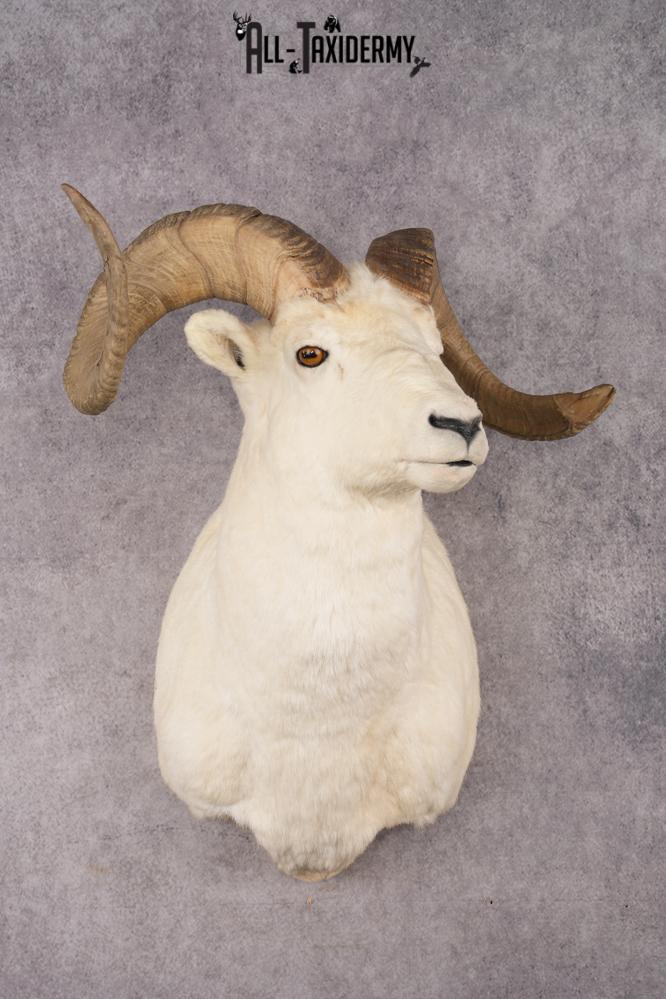 Alaskan Dall Sheep SKU 2966