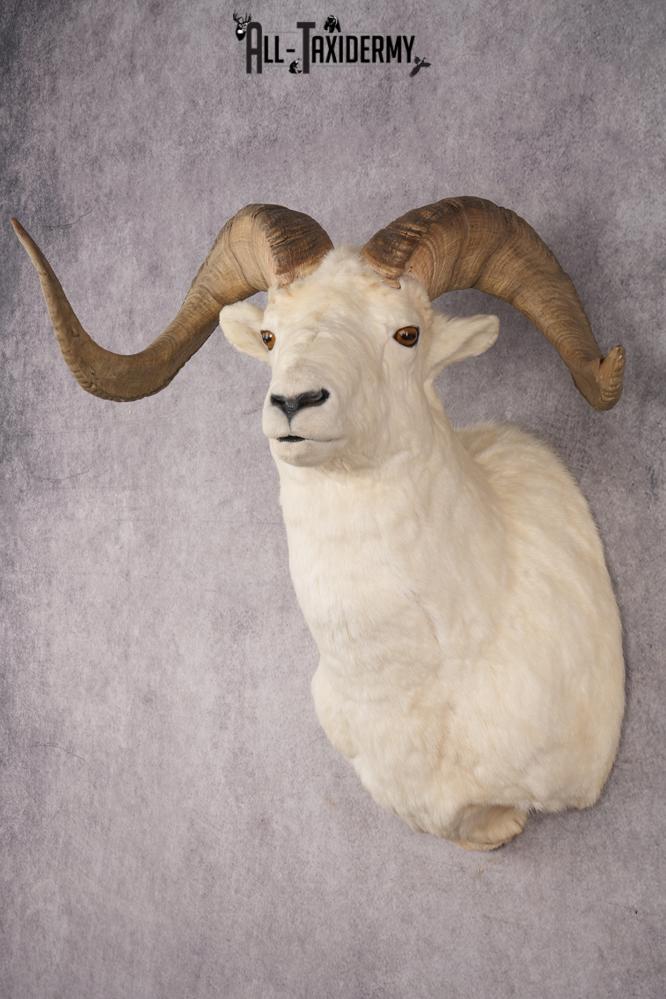 Alaskan Dall Sheep SKU 2966 - Image 8