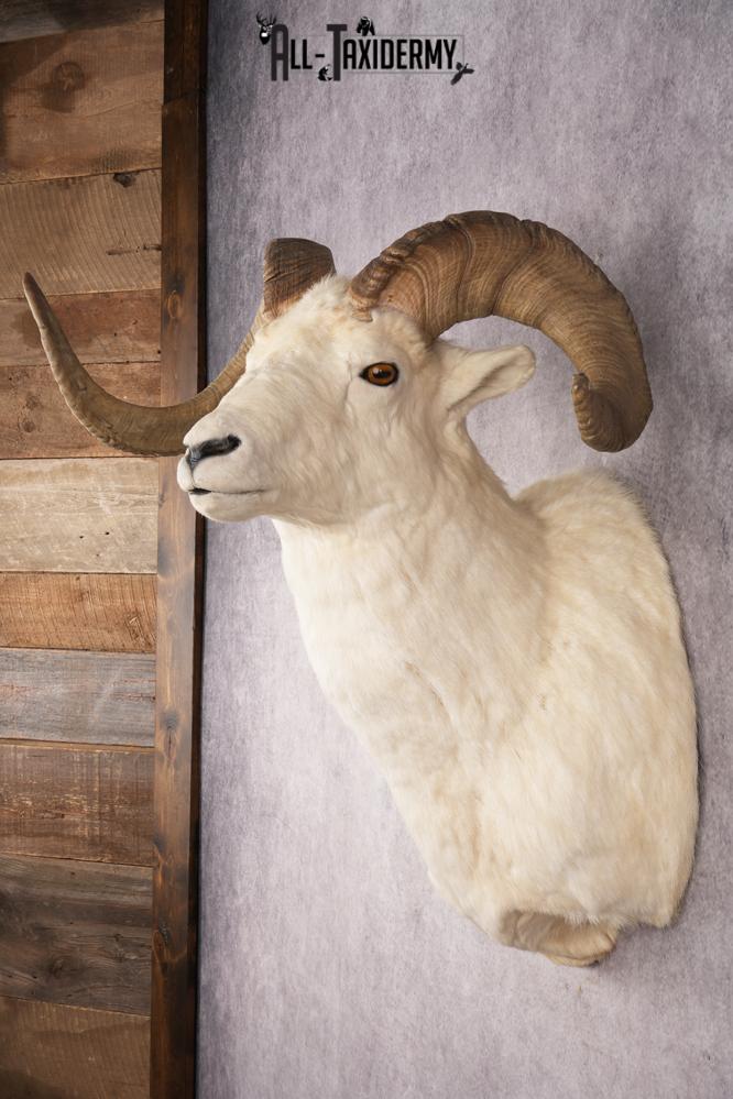 Alaskan Dall Sheep SKU 2966 - Image 7