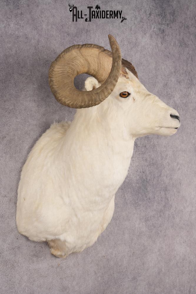 Alaskan Dall Sheep SKU 2966 - Image 6