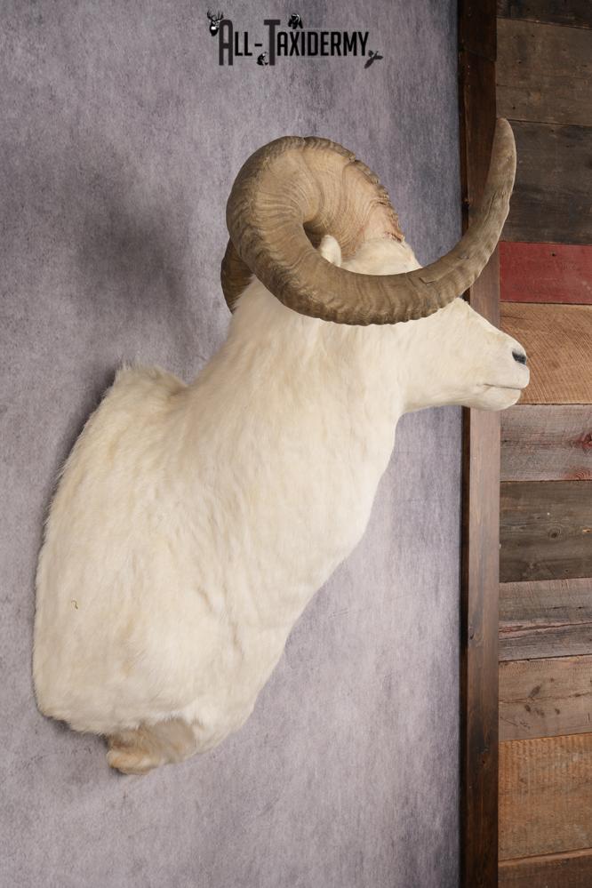 Alaskan Dall Sheep SKU 2966 - Image 5