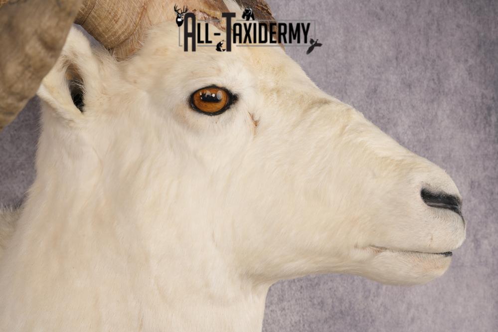 Alaskan Dall Sheep SKU 2966 - Image 4