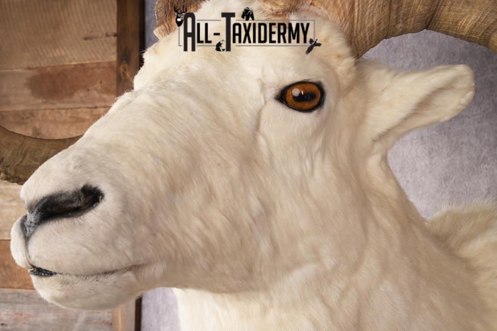 Alaskan Dall Sheep SKU 2966 - Image 3