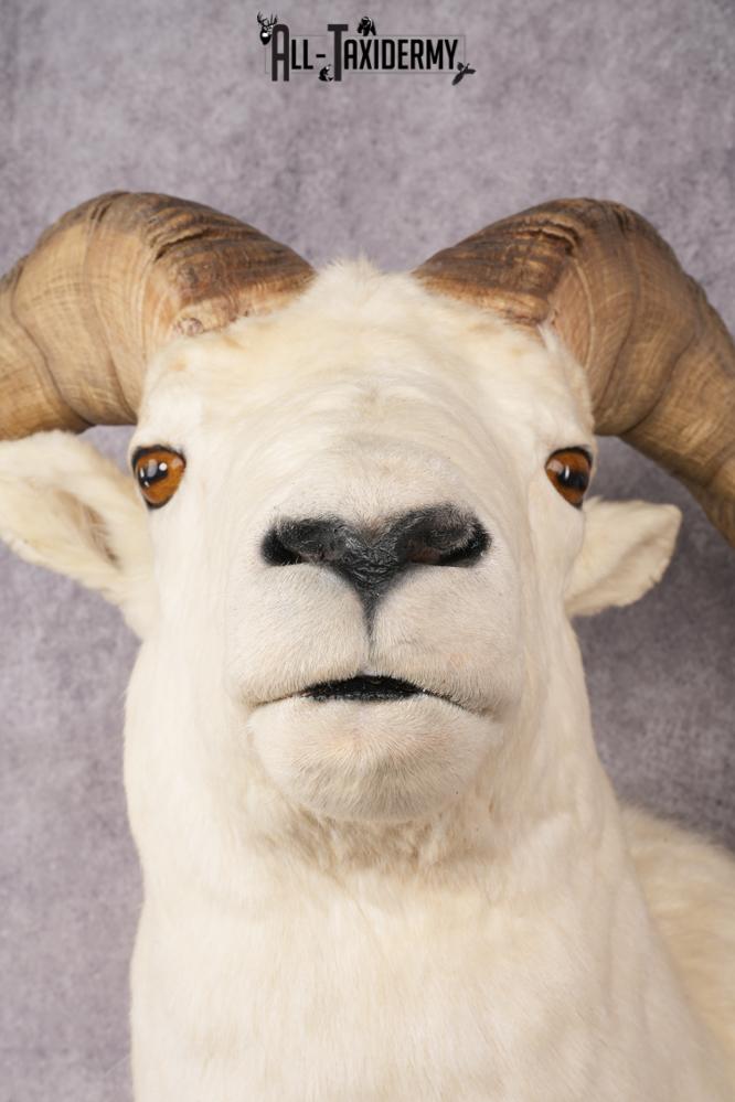 Alaskan Dall Sheep SKU 2966 - Image 2