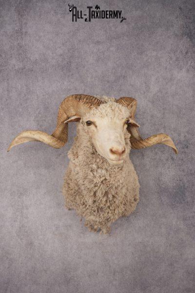 Barbarossa Taxidermy Shoulder Mount SKU 2972