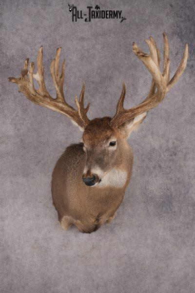 Whitetail Deer Shoulder Mount SKU 2970