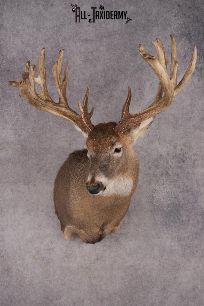 Whitetail Deer Shoulder Mount SKU 2970