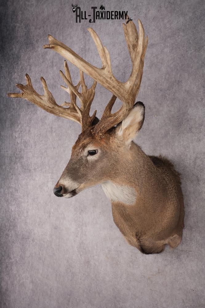 Whitetail Deer Shoulder Mount SKU 2970 - Image 8