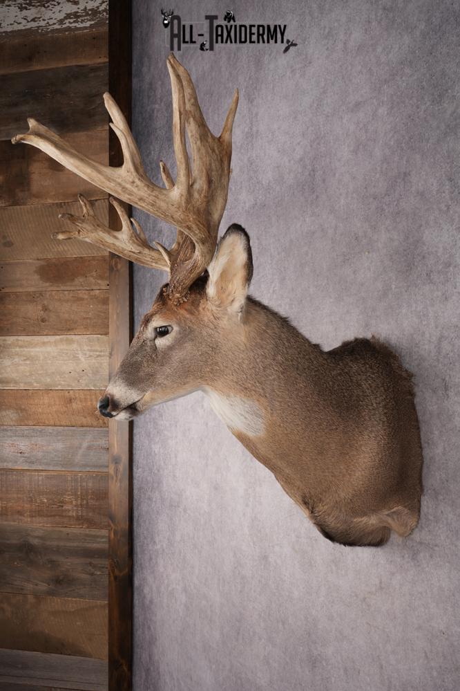 Whitetail Deer Shoulder Mount SKU 2970 - Image 7