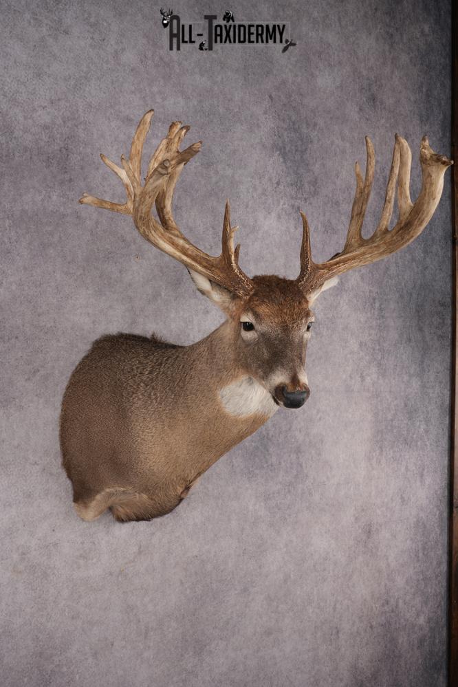 Whitetail Deer Shoulder Mount SKU 2970 - Image 6