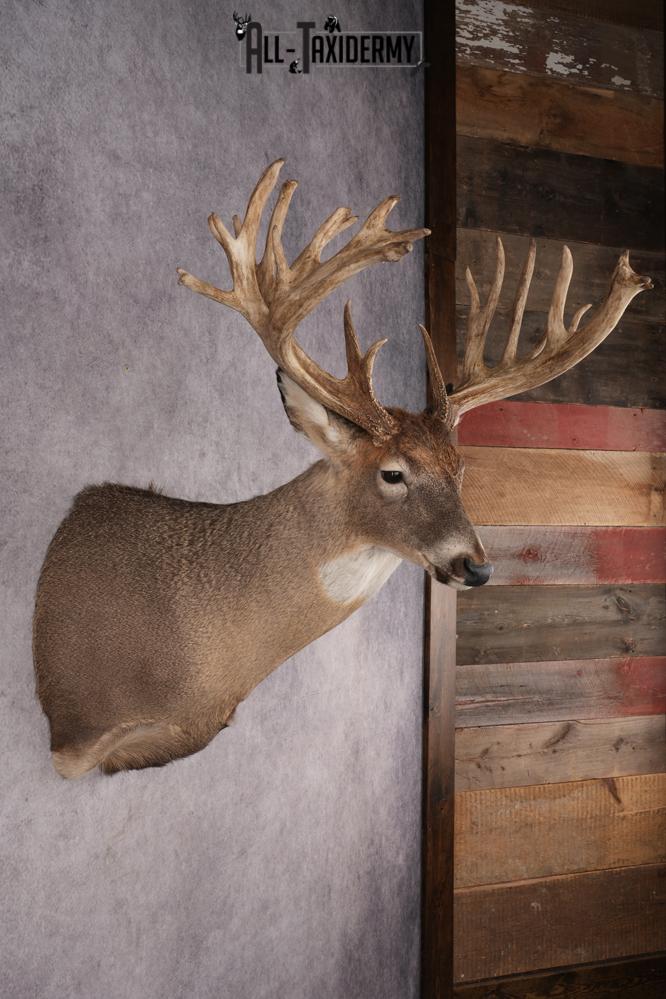 Whitetail Deer Shoulder Mount SKU 2970 - Image 5