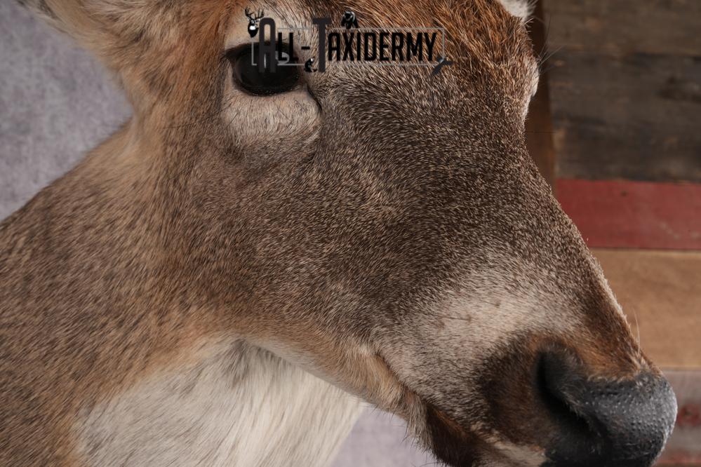 Whitetail Deer Shoulder Mount SKU 2970 - Image 4