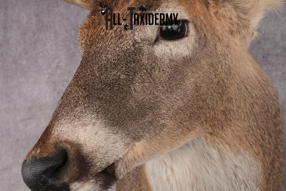Whitetail Deer Shoulder Mount SKU 2970 - Image 3