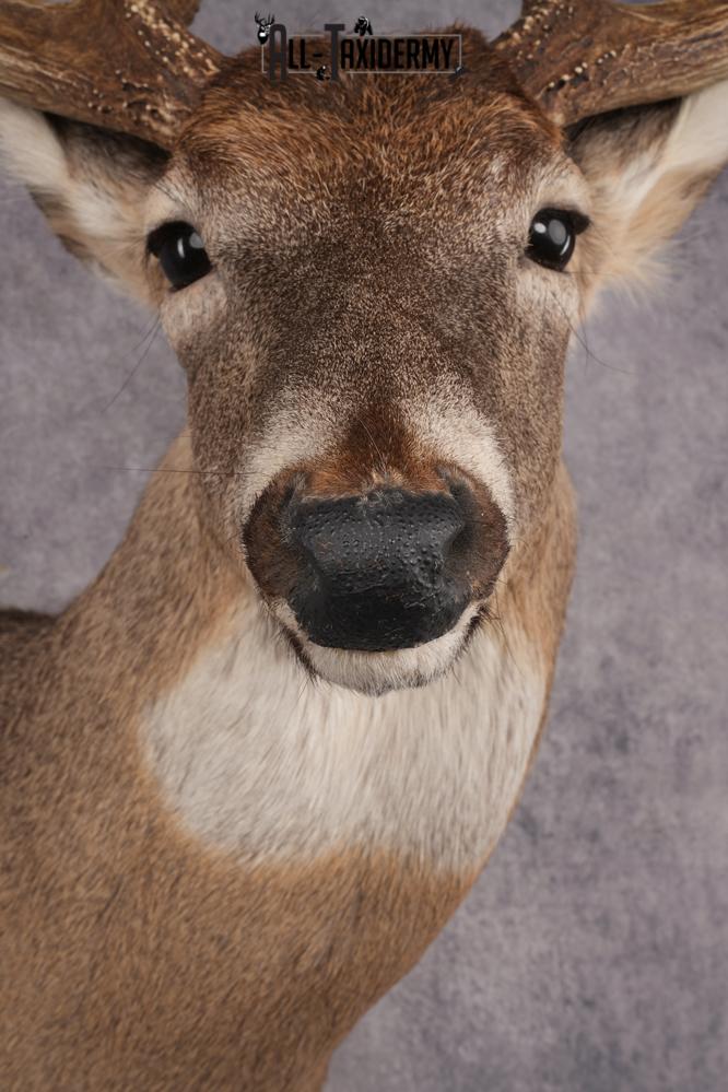 Whitetail Deer Shoulder Mount SKU 2970 - Image 2