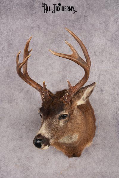 Sitka Blacktail Deer SKU 2971