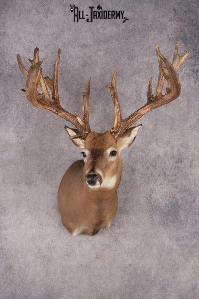 Whitetail Deer Shoulder Mount SKU 2985