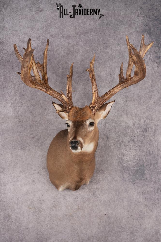 Whitetail Deer Shoulder Mount SKU 2985