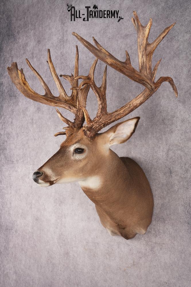 Whitetail Deer Shoulder Mount SKU 2985 - Image 8
