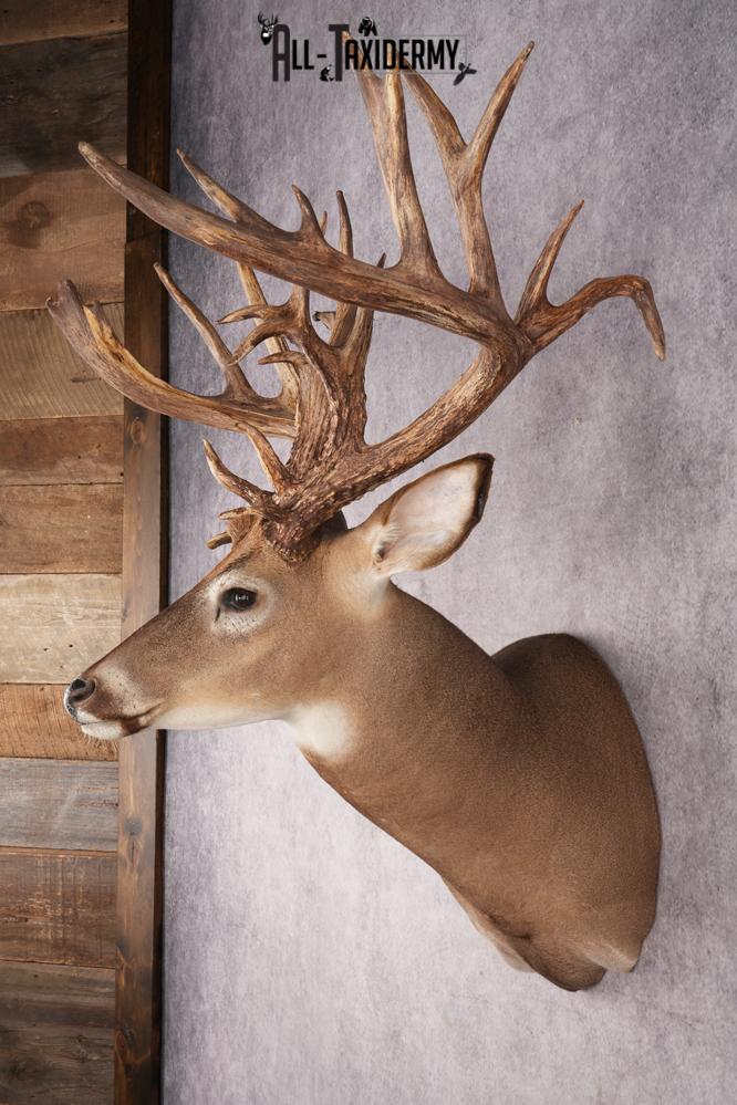 Whitetail Deer Shoulder Mount SKU 2985 - Image 7