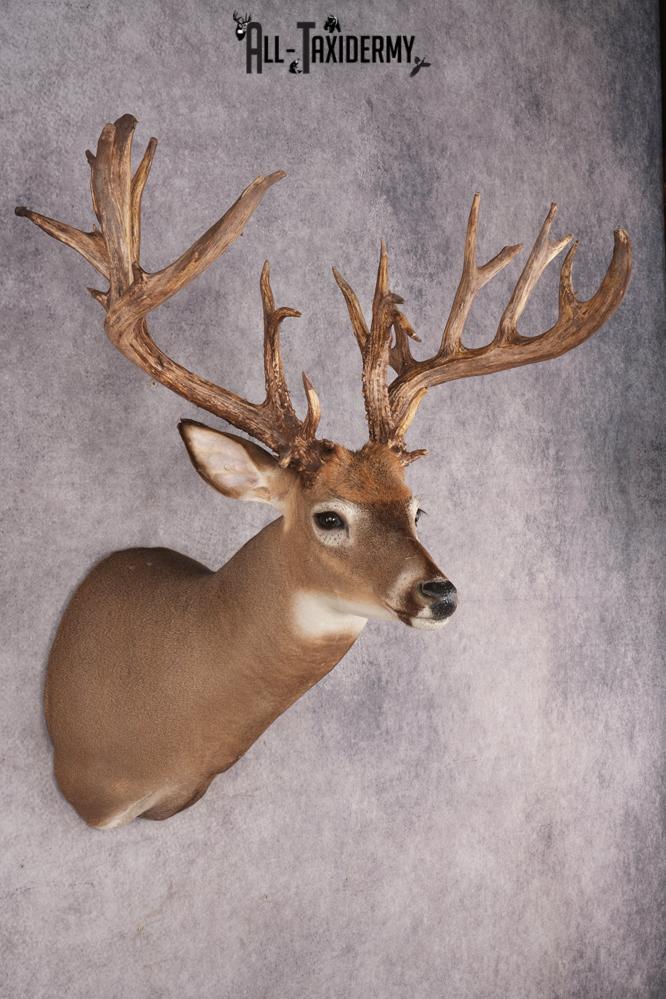 Whitetail Deer Shoulder Mount SKU 2985 - Image 6