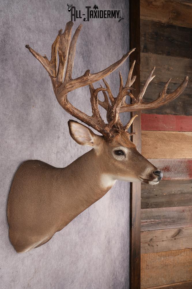 Whitetail Deer Shoulder Mount SKU 2985 - Image 5