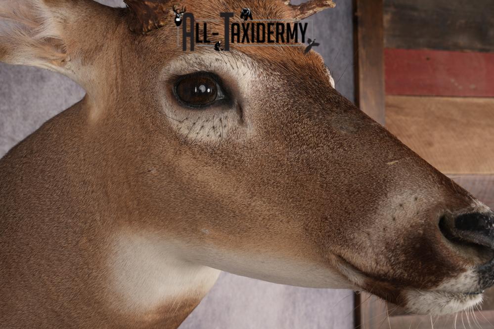 Whitetail Deer Shoulder Mount SKU 2985 - Image 4