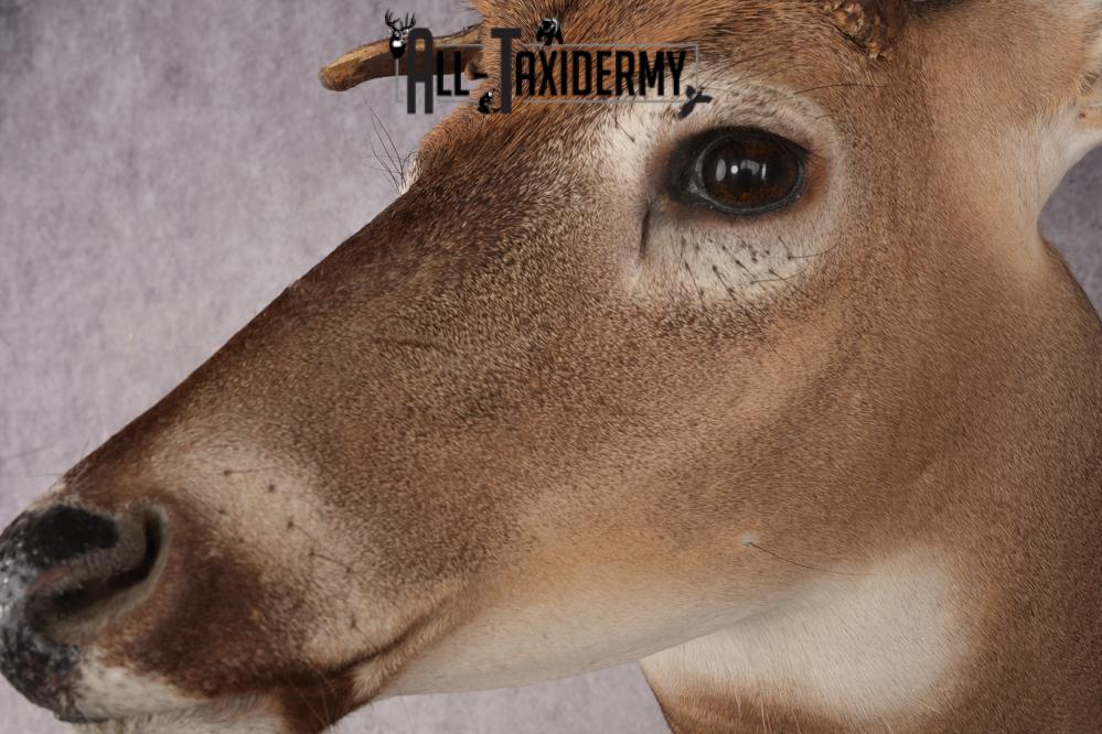 Whitetail Deer Shoulder Mount SKU 2985 - Image 3