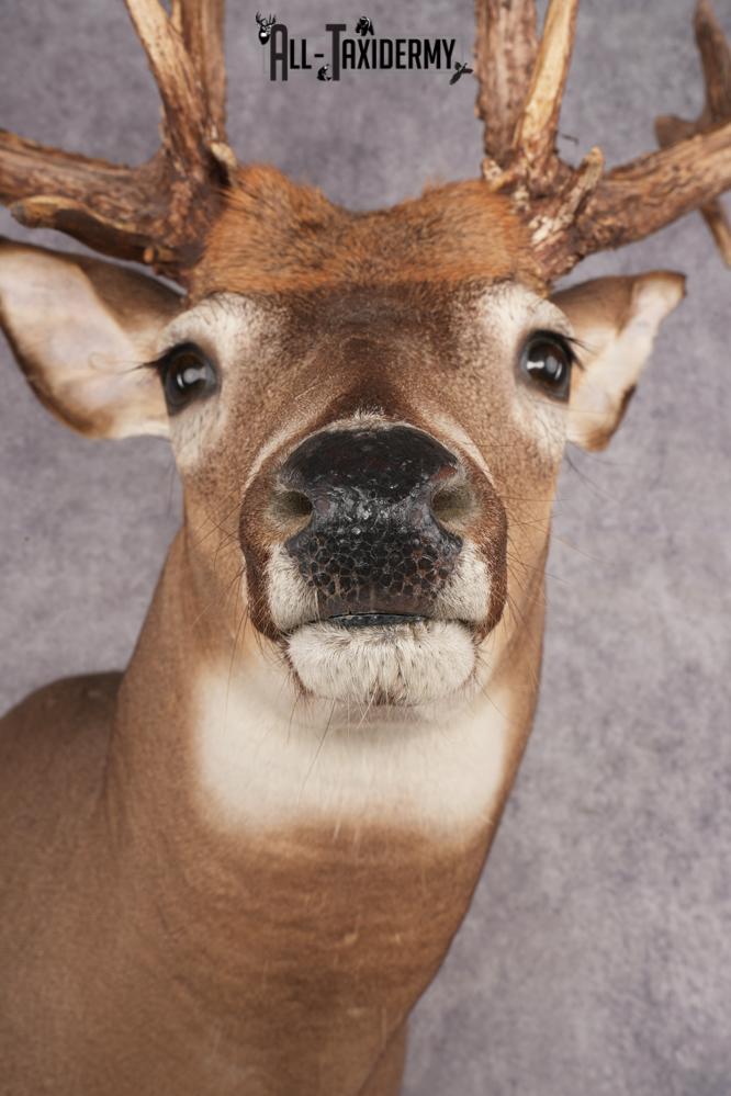 Whitetail Deer Shoulder Mount SKU 2985 - Image 2