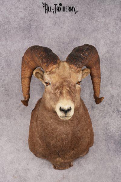 Rocky Mountain Bighorn Sheep SKU 2965