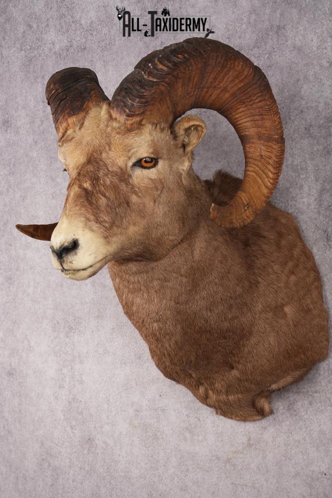 Rocky Mountain Bighorn Sheep SKU 2965 - Image 8