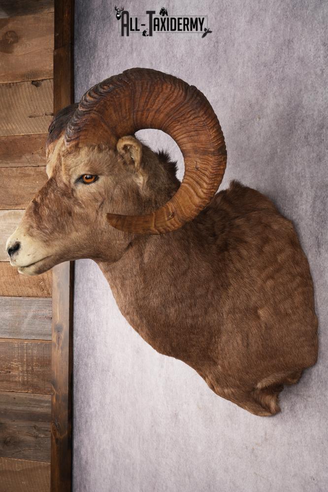Rocky Mountain Bighorn Sheep