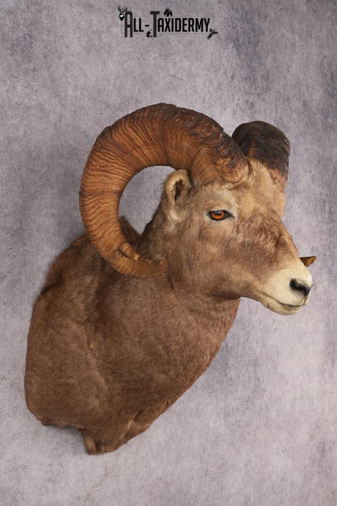 Rocky Mountain Bighorn Sheep SKU 2965 - Image 6