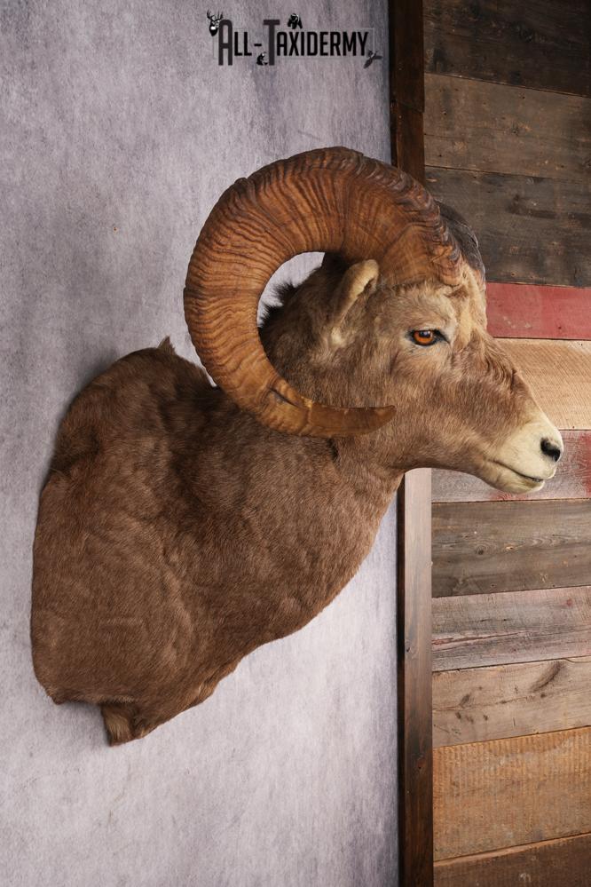 Rocky Mountain Bighorn Sheep SKU 2965 - Image 5