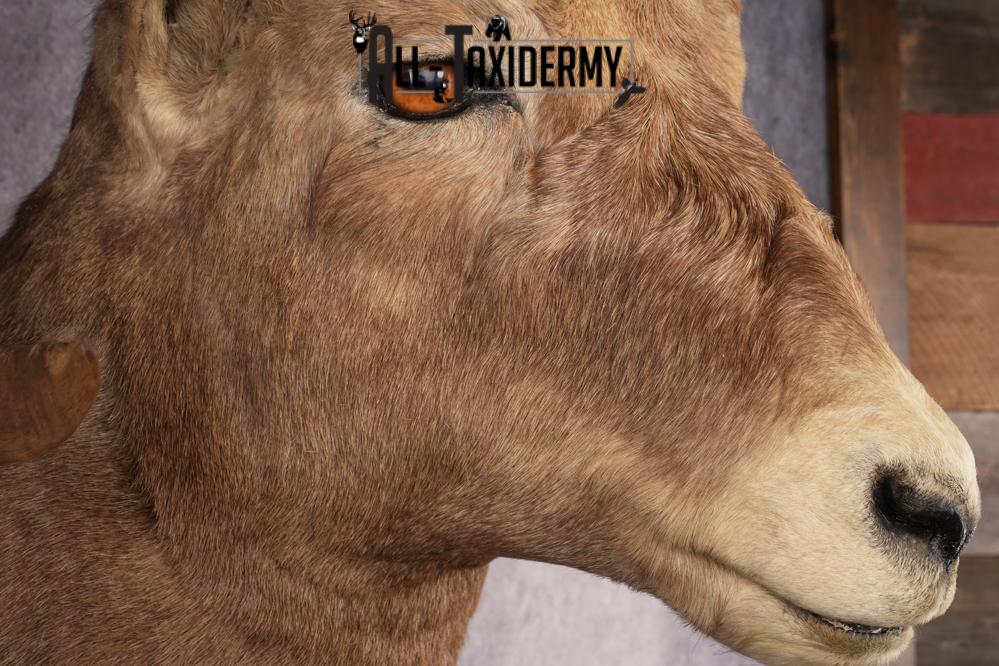 Rocky Mountain Bighorn Sheep SKU 2965 - Image 4