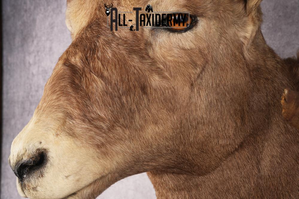 Rocky Mountain Bighorn Sheep SKU 2965 - Image 3